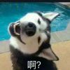 大王呀111