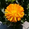 lim781555@gmail.com
