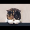 小猪佩奇