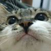 141242343