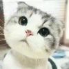 西蒙斯