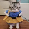 叽里咕噜